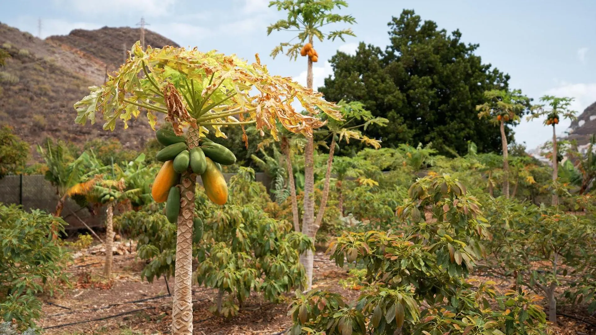 Finca Ecologica Quinta Los Tizones, Casa Aguacate Santa Cruz de Tenerife