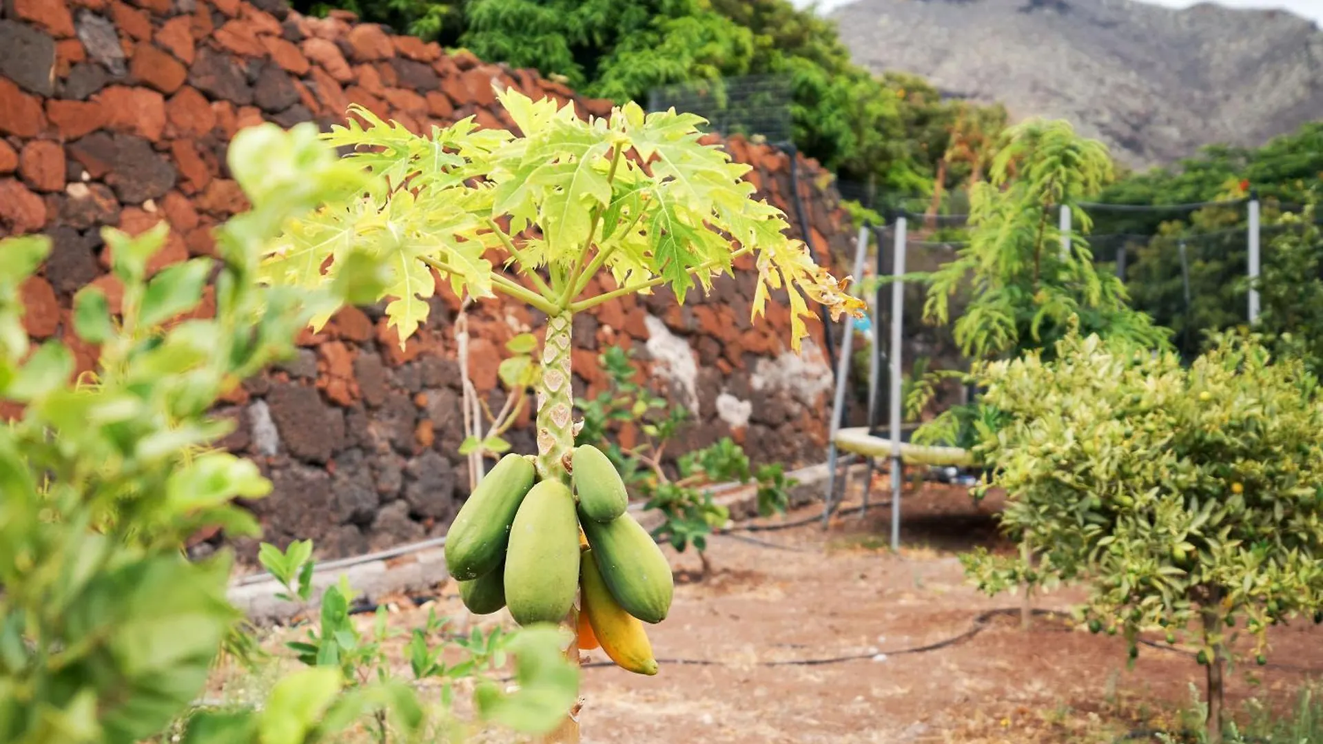 Villa Finca Ecologica Quinta Los Tizones, Casa Aguacate Santa Cruz de Tenerife
