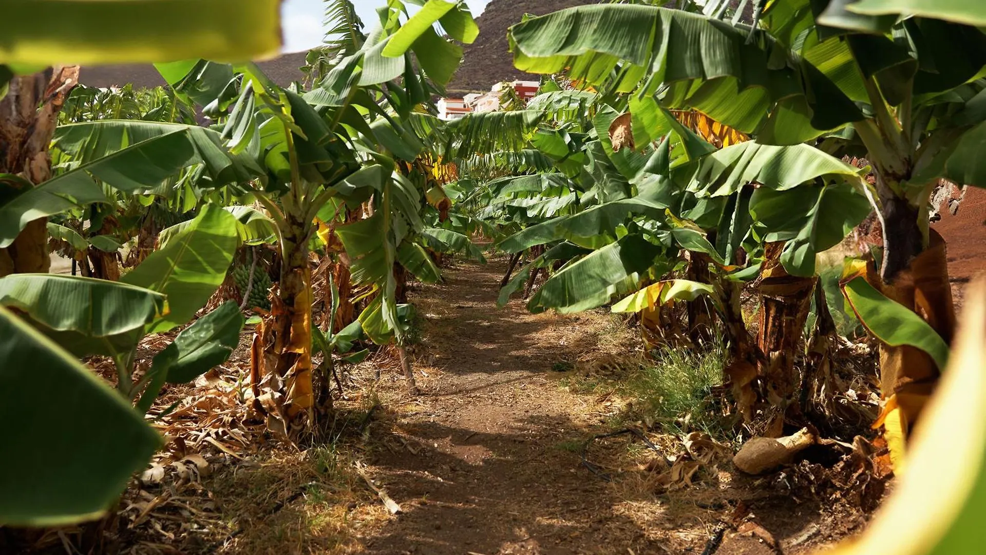 Finca Ecologica Quinta Los Tizones, Casa Aguacate Santa Cruz de Tenerife