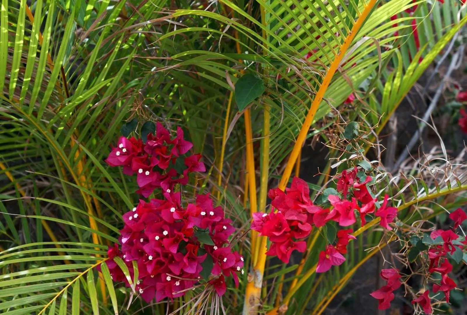 Finca Ecologica Quinta Los Tizones, Casa Aguacate Santa Cruz de Tenerife Villa
